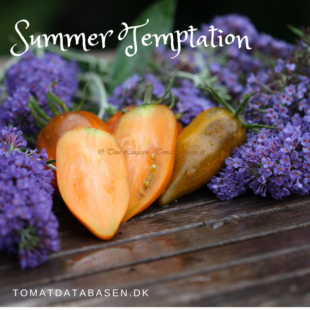 Summer Temptation